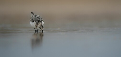 Closeup shot of a sanderling bird wading on a seashore