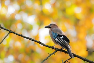 Selective focus shot of a Eurasian jay bird perched on a tree branch