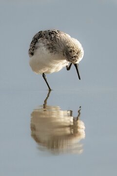 Vertical closeup shot of a sanderling bird wading on reflective water