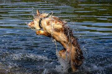 Beautiful shot of a dog playing in the river and enjoying the water with making splashes