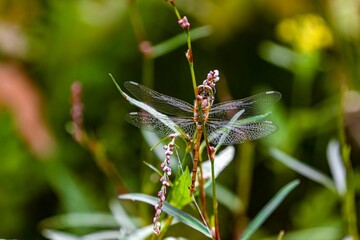 Closeup of a beautiful dragonfly on a green plant in a forest