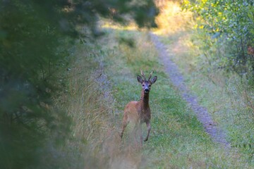 Majestic deer walking in an evergreen field in a forest during daytime