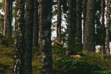 Deer sitting and another one in the back standing and looking in the Swedish forest