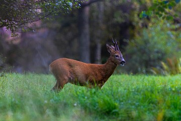 Single deer on grass in the Swedish forest against blur background