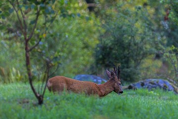 Naklejka na ściany i meble Single deer on grass in the Swedish forest against blur background