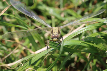 Green dragonfly on grass