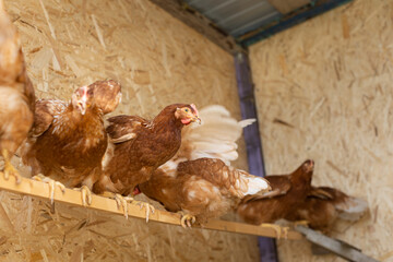 brown hens in chicken coop