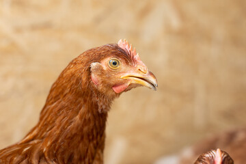 brown hens in chicken coop