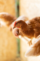 brown hens in chicken coop