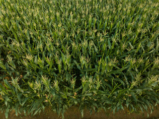 Green maize crop growing at farm