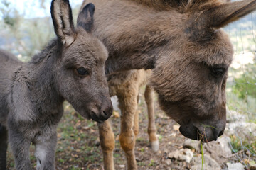 Fototapeta premium foal, donkey with mom, Equus asinus, Equus africanus asinus with foal grazes on home farm in mountains pastures on sunny day, freight transport, field work, symbol of stubbornness, stupidity