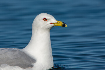 Fototapeta premium Profile portrait of ring-billed gull, Larus delawarensis, in Lake Michigan at Grand Haven, Michigan