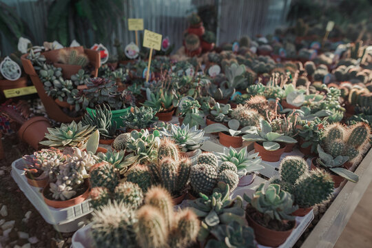 Variety of cactus in pots in a greenhouse