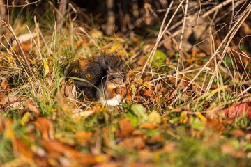 Red squirrel, Sciurus vulgaris on the ground against a blurry background.