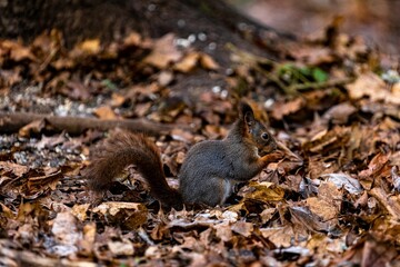 Closeup of an adorable squirrel on the ground in the forest