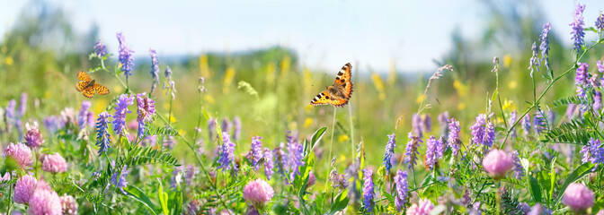 colorful flowers and fly butterflies close up on meadow, sunny natural abstract background. beautiful rustic floral countryside landscape. peaceful harmony wildnature atmosphere. banner.