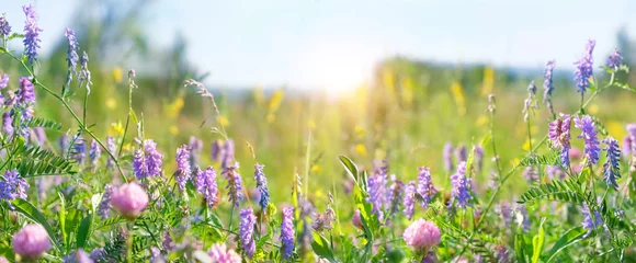 Fotobehang colorful flowers close up on sunny meadow, natural abstract background. beautiful rustic floral countryside landscape. pink clover and Peas mouse flowers or Vicia cracca plants grow in field. banner © Ju_see