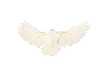 Beautiful feathers on the back of Cockatoo parrot flying isolated on transparent background png file