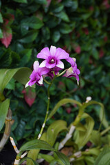 Orchid. Beautiful orchid flowers, selective focus