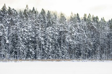 Winter landscape in a magical Swedish forest with white trees - beautiful wallpaper