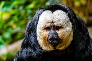 Closeup shot of a broad-nosed monkey in a zoo against a blurred background