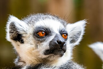 Closeup shot of the face of a lemur in a zoo against a blurred background