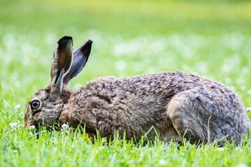 Wild rabbit on a green field against blurred background