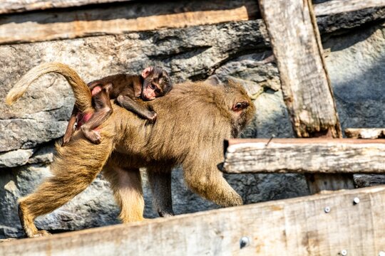 Mother Monkey With Its Infant On Her Back In A Zoo