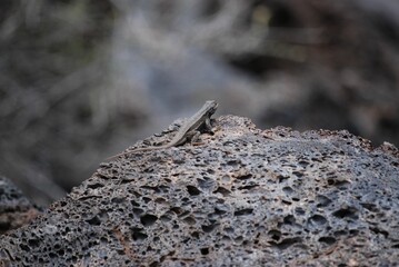 Selective focus shot of a black lizard on top of a rock