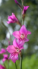 Fototapeta na wymiar Flores fusia en tallos silvestre de bosque