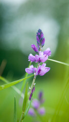 Flores moradas y púrpuras en tallos silvestres en pradera de hierba