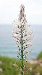 Inflorescencias en tallos largos silvestres junto a mar