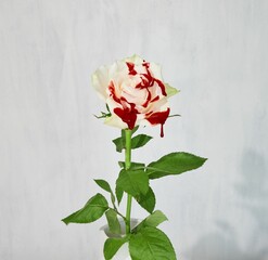 Closeup shot of a spotted white red rose with a green stalk