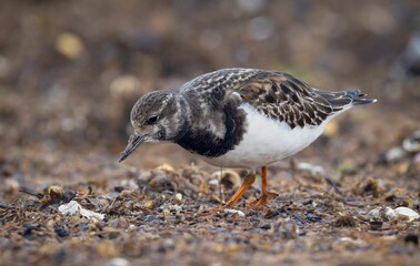 Small ruddy turnstone bird perched on the edge of a still pond