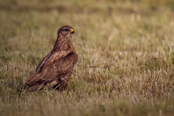Mäusebussard in den Morgenstunden
