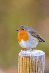 Closeup of a European robin perched on a snowy tree in a forest