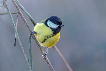 Fototapeta premium Closeup of a great tit bird perched on a tree branch in a field