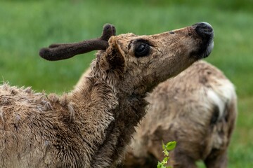Fototapeta premium Closeup shot of deer in the field