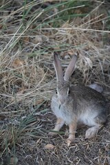 Vertical shot of a cute rabbit on the grass