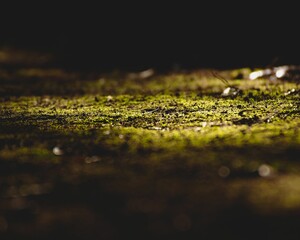 Closeup shot of details on a mossy floor