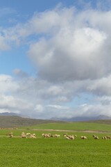 Fototapeta premium Vertical shot of sheep grazing in a field on a bright cloudy day