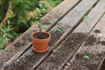 High angle closeup shot of feijoa sprout in a flowerpot on a wooden board