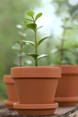 Closeup shot of feijoa sprout in a flowerpot on a wooden board in the background of other pots