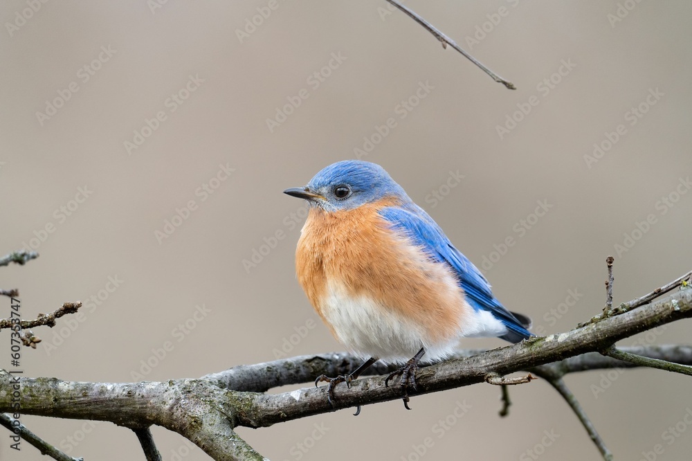 Poster closeup shot of a eastern bluebird in ohio