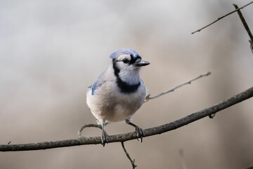 Closeup shot of a Blue Jays perching on a tree in Ohio
