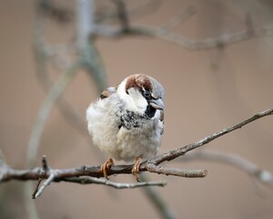 Male House Sparrow (Passer domesticus)
