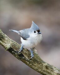 Closeup shot of a little Tufted Titmouse bird