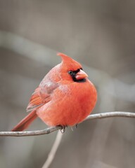 Male Northern Cardinal
