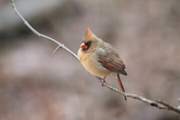 Female Northern Cardinal (Cardinalis cardinalis)