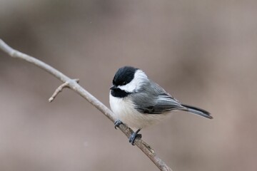 Carolina Chickadee (Poecile carolinensis)
